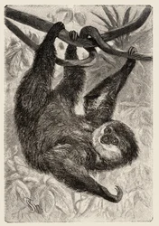 Zoologia: unau ou lazy descreve e ilustra por Carlo Vogt e Federico Specht em "História natural illustree: mammals" 1884