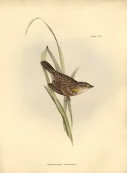 ornitologia: Ammodramus xanthornus