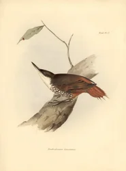 ornitologia: "Dendrodamus leucosternus" ave da América do Sul observada e descrita por Charles Darwin (1809-1882). Placa de "The zoology of the voyage of H.M.S. Beagle. Flight. III, Aves descritas por John Gould, com informações sobre os seus hábitos por C