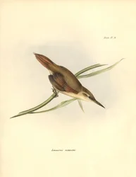 ornitologia: O passeriforme da América do Sul "Limnornis rectirostris" é observado e descrito por Charles Darwin (1809-1882). Placa de "The zoology of the voyage of H.M.S. Beagle. Flight. III, Aves descritas por John Gould, com informações sobre os seus há
