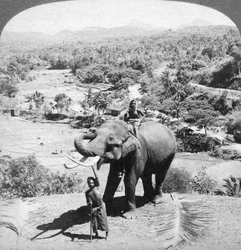 Um elefante e seu guardião, Sri Lanka, 1902.