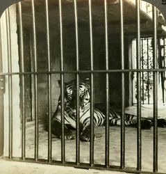 Tigre devorador de homens capturado, responsabilizado por 200 mortes, Calcutá, Índia, c. 1903