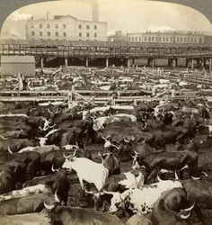 Gado, Great Union Stock Yards, Chicago, Illinois, EUA.