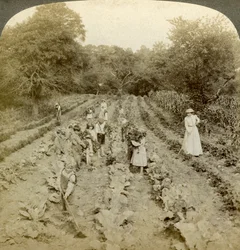 Crianças a trabalhar numa horta, lar do Exército de Salvação, Spring Valley, Nova Iorque, EUA.