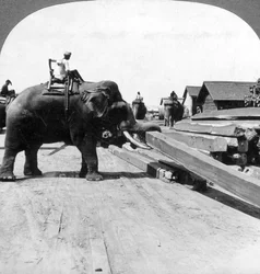 Elefantes que movem a madeira, Rangoon, Birmânia Myanmar, 1900s.