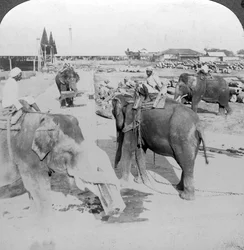 Elefantes que trabalham em um pátio de madeira, Índia, c1900s.