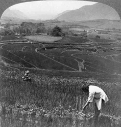 Campos de arroz fértil na antiga cratera de Aso-San, Japão, 1904.