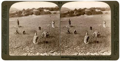 Coleta de joio do trigo nos campos pedregosos de Bethel Baytin, Palestina, 1900.