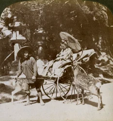 Menina alimentando veados sagrados a caminho de orações, terrenos do templo Kasuga, Nara, Japão, 1904