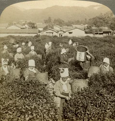 Meninas colhendo chá, Uji, Japão.