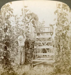 No distrito de Rich Hop, Training the Vines, Vale do Rio Branco, Washington, EUA.
