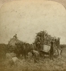 Carregando cana, plantação de açúcar, Louisiana, EUA.