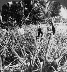 Campos de abacaxi, Mayaguez, Porto Rico.