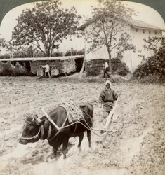Arando a terra inundada para o plantio de arroz, ao norte da estrada principal em Uji, perto de Kyoto, Japão, 1904.