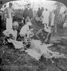 Esfolando um tigre morto, tiro do marajá de Cooch Behar, Índia, c1900s.