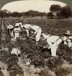 Campo de morango, Irapuato, México.
