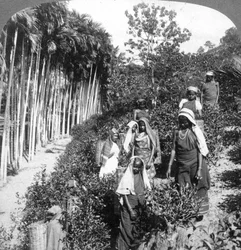 Mulheres tâmeis que escolhem o chá na propriedade de Sir Thomas Liptons, Polgahawela, Sri Lanka, 1903.