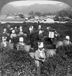 Colheita de chá em Uji, Japão, 1904.