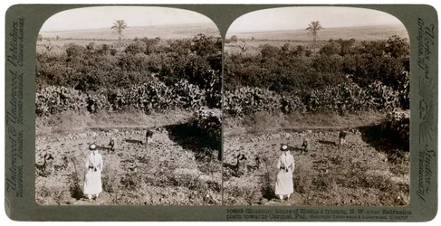 A vista noroeste de Shunem, através da planície de Esdraelon, em direção a Carmel, no século XX.