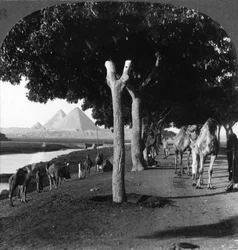 O caminho para as pirâmides, Gizé, Egito, 1905.