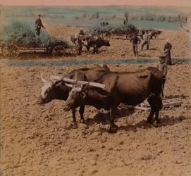 País-parcimonioso parcimonioso com seu gado no trabalho em uma fazenda perto de Jonkoping, Suécia, 1905. Artistas: Elmer Underwood, Bert Elias Underwood.