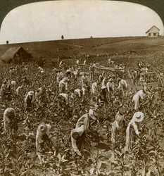 Campo de tabaco, Montpeller, Jamaica, 1900.