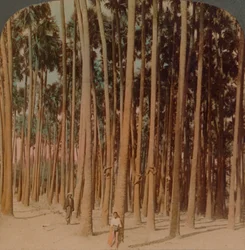 Toddy palmas 100 pés de altura, Pagan, Birmânia, 1907. Artistas: Elmer Underwood, Bert Elias Underwood.