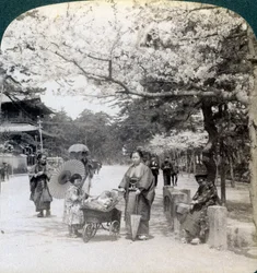 Sob as flores de cerejeira, olhando para nordeste ao longo da avenida principal do Shiba Park, Tóquio, Japão, 1904