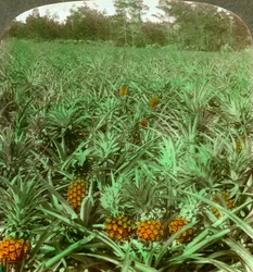 Onde cresce o exuberante ananás, Flórida, Estados Unidos, 1896.