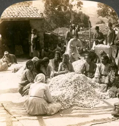 Mulheres classificando grandes pilhas de casulos de seda, Antioquia, Síria, década de 1900.