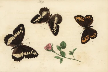 Grande grayling com faixas, Brintesia circe 1, eremita, Chazara briseis 2 e grande parede marrom, Lasiommata maera 3