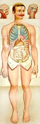 Modelo educacional desdobrável da anatomia humana, c. 1895