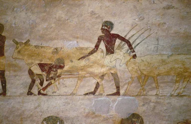 Procissão, com, boiada, e, gazelles, detalhe, de, um, tumba, parede, quadro, egípcio, velho, para, meio, reino, (painted, pedra calcária)