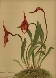 Masdevallia de Veitchs ou rei dos masdevallias, Masdevallia veitchiana