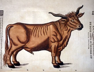Um bovino da «Historia Animalium» de Conrad Gessner, Tiguri 1560. Biblioteca Nazionale Braidense, Milão.