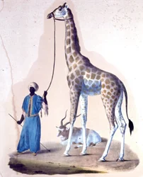 Uma girafa e o seu treinador no circo. Litografia
