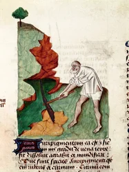 Uma página de ouro do manuscrito "Tratamentos sobre ervas" (Tractatus de herbis) de Pedanius Dioscorides (Dioscorides) (40-90 d.C.) Lat.1152