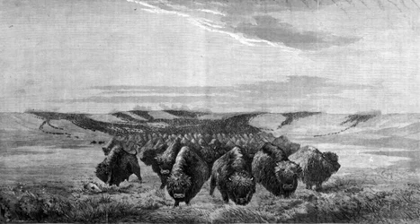 Um grande ajuntamento de bisontes atravessa o prado no vale do Missouri.