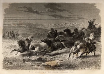 Um rodeio em Lauramarca (Baixo Peru), a captura de cavalos selvagens, antes de sua marcação de ferro com as iniciais do dono da região, considerada como um espetáculo completo, muitos badauds se reuniram. Gravura para ilustrar a viagem nos vales de Quinqui