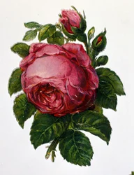 Uma rosa