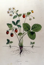 Um morangueiro e seus frutos: tabuleiro botânico do século XIX.