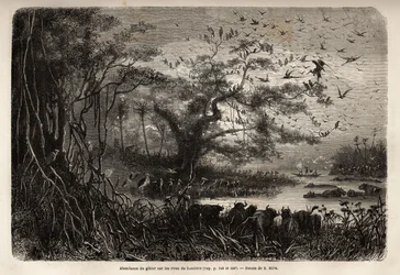 Abundância de jogo nas margens do Zambeze. Gravura para ilustrar as primeiras viagens do Dr. Livingstone à África Austral de 1840 a 1856, no "Le tour du monde, nouveau journal des voyages" publicado sob a direcção de Edouard Charton