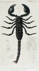 Escorpião Africano - Conselho de História Natural
