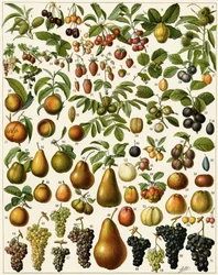 Agricultura: Tabuleiro botânico representando frutos comestíveis (cereja, framboesa, morango, mirtilo, pêssego, damasco, nozes, uvas, pêra, avelã, figo, maçã, ameixa...). Litografia colorida.