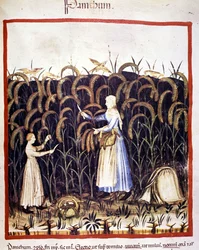 Agricultura. Pânico recoleto (cereais). Iluminação a partir da ordenha de medicamentos e dietética "Tacuinum sanitatis".