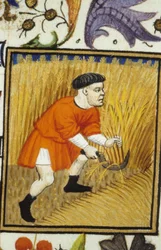Representação alegórica de Julho. Colheita: um camponês ceifando trigo dourado. Miniatura de um manuscrito do século XIV.