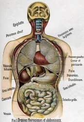 Anatomia: órgãos torácicos e abdominais (intestino, fígado, pâncreas, pulmão, etc.) em La nouvelle médication naturelle de F. E. Bilz, 1898.