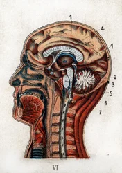 Anatomia: corte transversal do crânio humano, secção do cérebro e da medula. A prancha representa o cérebro, o cerebelo com a árvore da vida e a medula oblonga que dá origem à medula espinal. «A nova medicação natural», de F. E. Bilz. 1898.