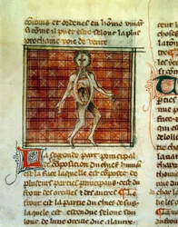 Anatomia do corpo humano. Miniatura de um tratamento médico de Henri de Mondeville ou Hermondaville (1260-1320), cirurgião de Philippe le Bel. Paris, B.N.
