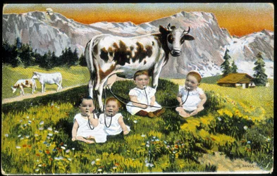Bebés teimosos uma vaca por cachimbos - Postal, final do século XIX